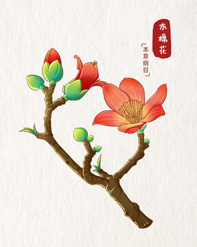 木棉花插畫