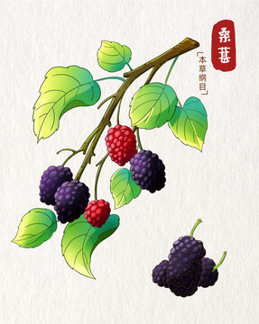 桑葚插畫