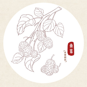 桑葚插畫線稿