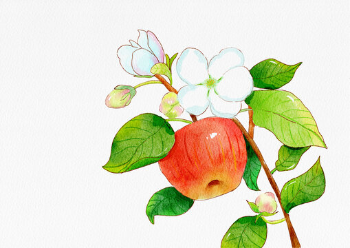 蘋(píng)果樹(shù)開(kāi)花了水彩插畫(huà)