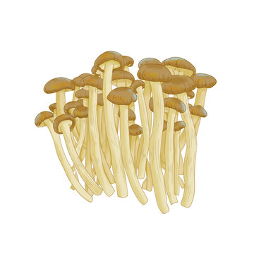 茶樹(shù)菇