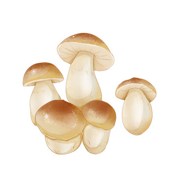 牛肝菌