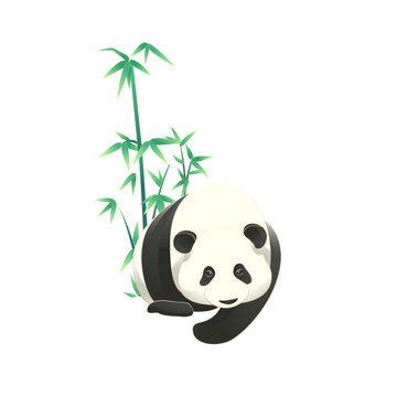 國寶野生動物熊貓