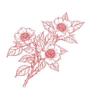 山茶花手繪插圖素描底紋背景包裝設(shè)計矢量