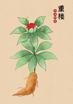 重樓