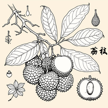 荔枝白描