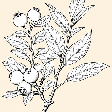 藍(lán)莓白描