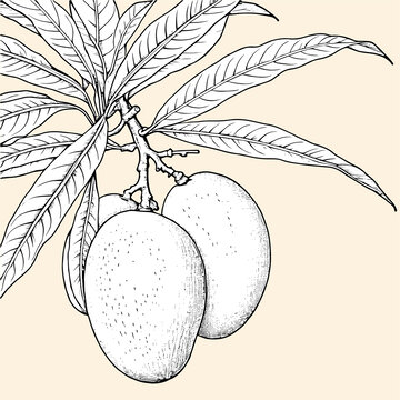 芒果白描