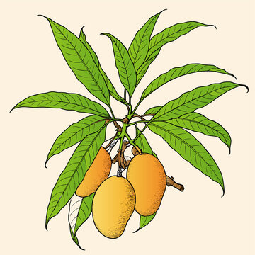 芒果手繪