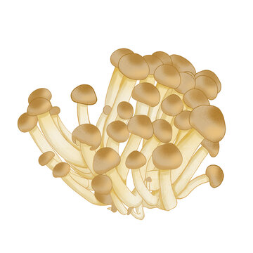蟹味菇