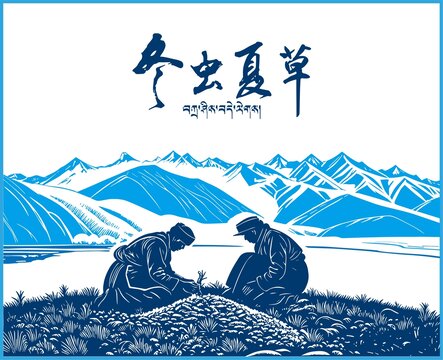 冬蟲夏草包裝插畫