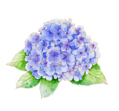 原創(chuàng)水彩插畫之繡球