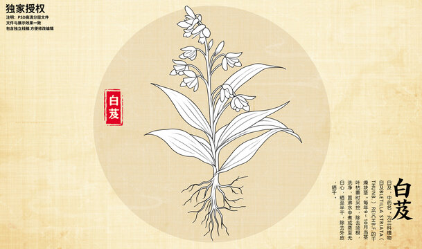 白芨線(xiàn)描圖
