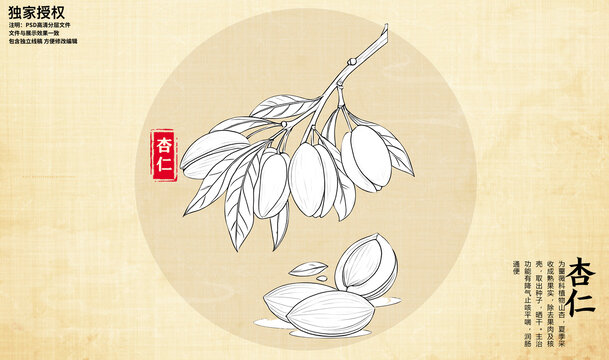 杏仁線描圖