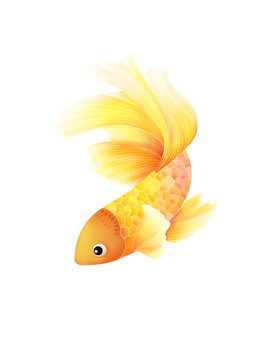 金色的魚