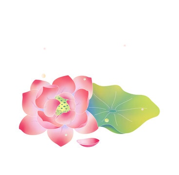 大荷花