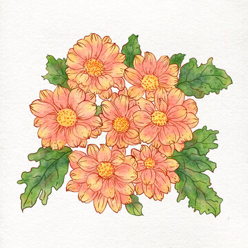 手繪野雛菊