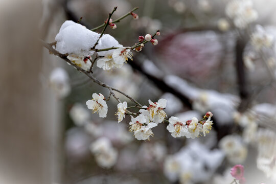 雪中梅花