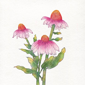 松果菊