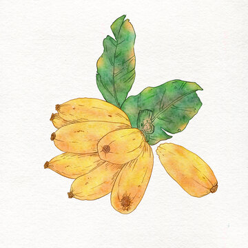 芭蕉插畫