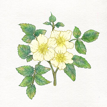 手繪花卉樹莓花