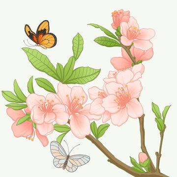 桃花