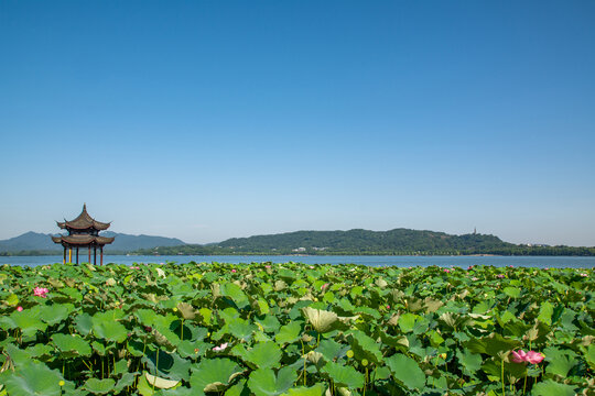 杭州西湖夏天風光