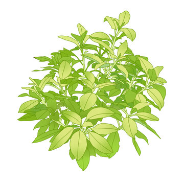 白鳳菜