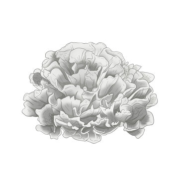 干巴菌