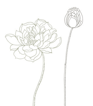 荷花線(xiàn)描