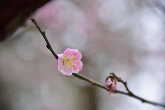 一朵梅花