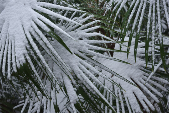 棕櫚葉上的雪