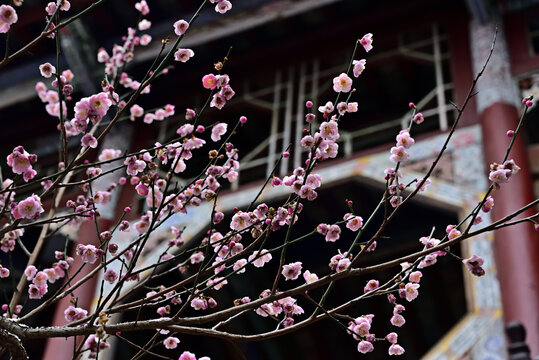 粉色梅花