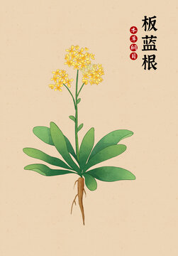 本草綱目板藍(lán)根