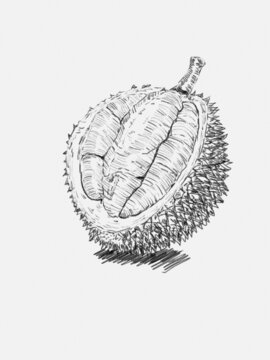 榴蓮素描手繪