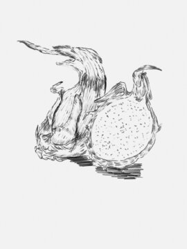 火龍果素描手繪