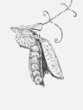 豆莢素描手繪