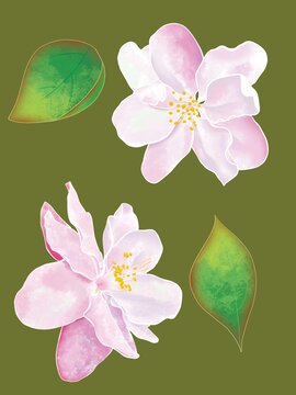 手繪原創(chuàng)花卉垂絲海棠