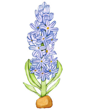 風(fēng)信子插畫