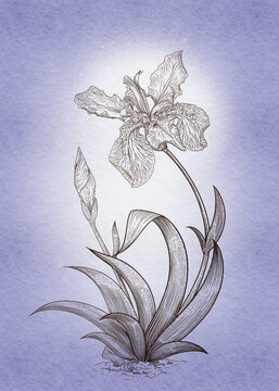 馬蘭花鳶尾線(xiàn)條手繪線(xiàn)條花紋