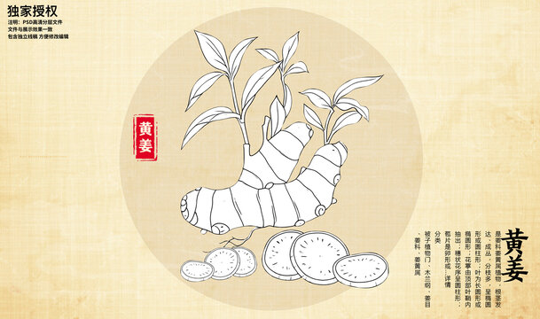黃姜草藥手繪線描圖