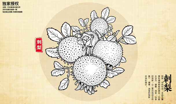 刺梨插畫線描圖