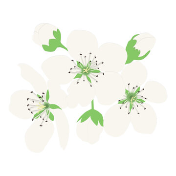 梨花免扣素材
