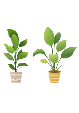 植物插畫(huà)