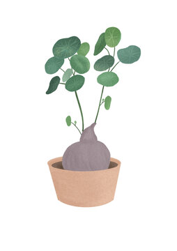 植物插畫(huà)