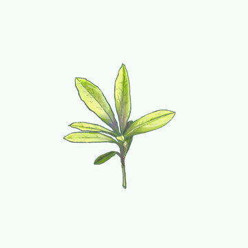 綠葉