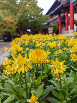 麥桿菊