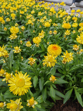 麥桿菊