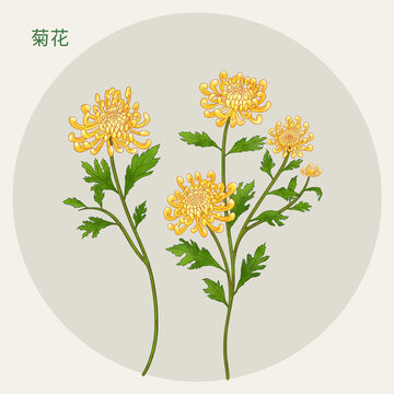 菊花
