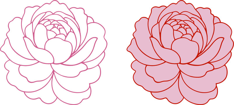 牡丹花線描圖案